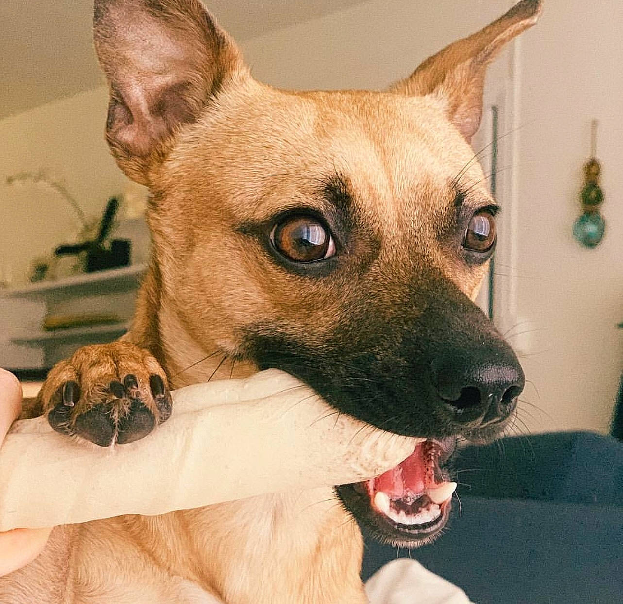 Chewy joined the competition — help win amazing prizes! ancient_dog_breeds, canidae, carnivore, chihuahua, collar, companion_dog, dog, dog_breed, ear, fawn, fur, non_sporting_group, snout, sporting_group, terrestrial_animal, toy_dog, whiskers, working_animal