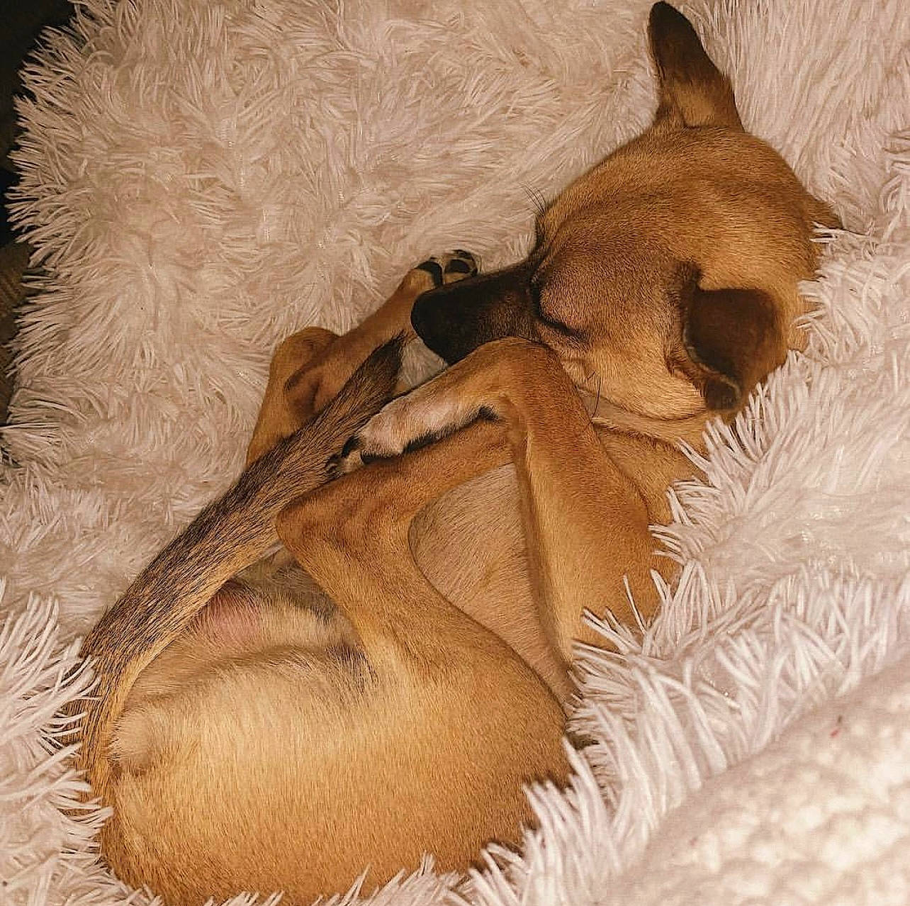 Chewy joined the competition — help win amazing prizes! art, bat, carnivore, comfort, dog_breed, fawn, felidae, foot, fur, human_leg, linens, paw, peach, snout, tail, terrestrial_animal, visual_arts, whiskers, wildlife, wood