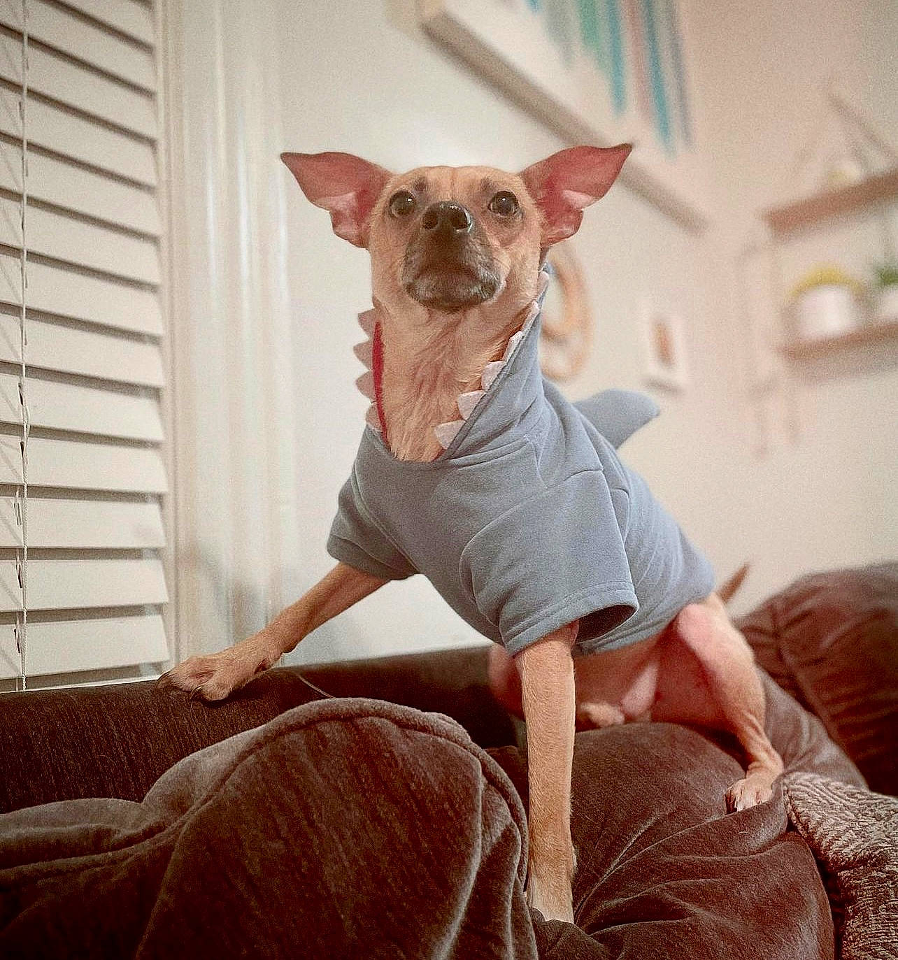 Chewy joined the competition — help win amazing prizes! canidae, carnivore, chihuahua, comfort, companion_dog, dog, dog_breed, dog_clothes, dog_supply, eyewear, fawn, fur, pattern, snout, sporting_group, thigh, toy_dog, whiskers, wood, working_animal