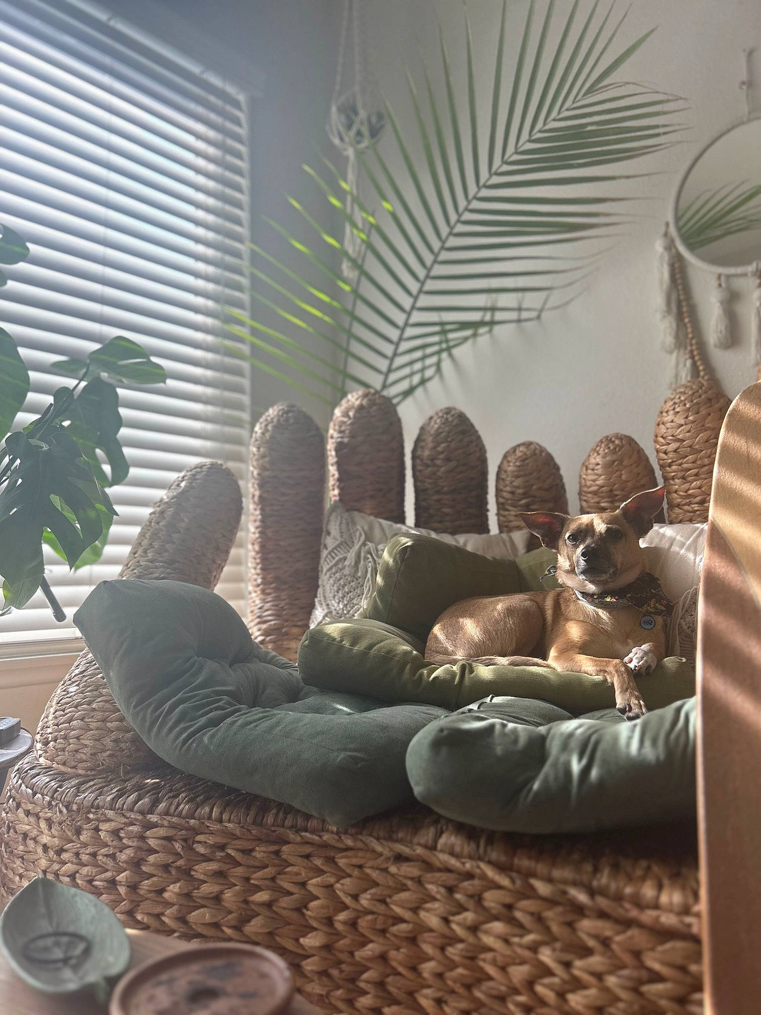 Chewy joined the competition — help win amazing prizes! automotive_tire, comfort, companion_dog, couch, flooring, hardwood, house, houseplant, interior_design, living_room, plant, room, shade, studio_couch, tints_and_shades, tree, window, window_blind, window_treatment, wood