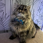 Rosa a rejoint le concours — aidez-le/la à gagner de superbes lots ! cat, fluffy, bow_tie, pet, animal, indoor, portrait, feline, cute, sitting, fur, whiskers, face, paw, decor, wallpaper, pattern, soft, tabby, domestic