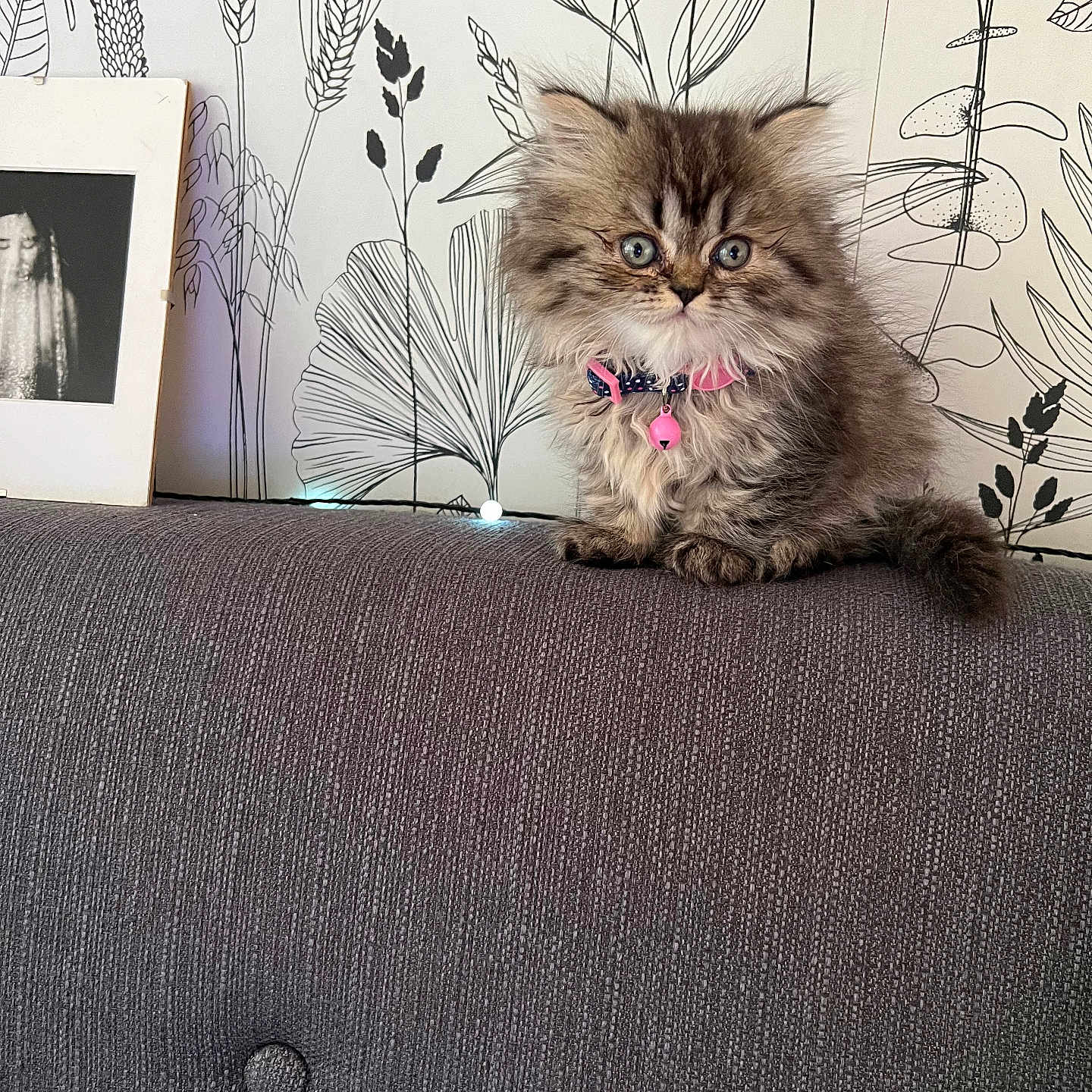 Rosa a rejoint le concours — aidez-le/la à gagner de superbes lots ! kitten, cat, fluffy, pet, collar, pink, couch, furniture, indoor, wallpaper, black_and_white, photo_frame, decor, curious, small, cute, sitting, animal, feline, home