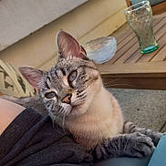 Annia a rejoint le concours — aidez-le/la à gagner de superbes lots ! cat, tabby_cat, outdoor, lap, person, wooden_table, glass, bowl, cushion, relaxing, sunlight, daylight, feline, pet, resting, curious, ears, whiskers, fur, blue_sky