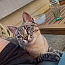 cat, tabby_cat, outdoor, lap, person, wooden_table, glass, bowl, cushion, relaxing, sunlight, daylight, feline, pet, resting, curious, ears, whiskers, fur, blue_sky