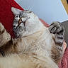 cat, sleeping, fluffy, paw, cushion, red, pink, blanket, indoor, cozy, tabby, whiskers, relaxed, fur, cute, resting, pet, animal, domestic, comfort