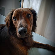 Marley participe au concours pour gagner de l'argent avec cette photo : dog, brown_dog, pet, close_up, animal, indoor, bed, curtains, fur, portrait, canine, laying_down, relaxed, looking_at_camera, snout, ears, whiskers, soft_light, cozy, companion