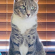 Louise is registered to the contest to win money with this photo: animal, calm, cat, cute, domestic_animal, feline, fluffy, fur, gray_cat, green_eyes, household, indoor, looking_away, mammal, pet, portrait, sitting, tabby, whiskers, window_blinds