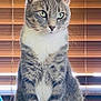 animal, calm, cat, cute, domestic_animal, feline, fluffy, fur, gray_cat, green_eyes, household, indoor, looking_away, mammal, pet, portrait, sitting, tabby, whiskers, window_blinds