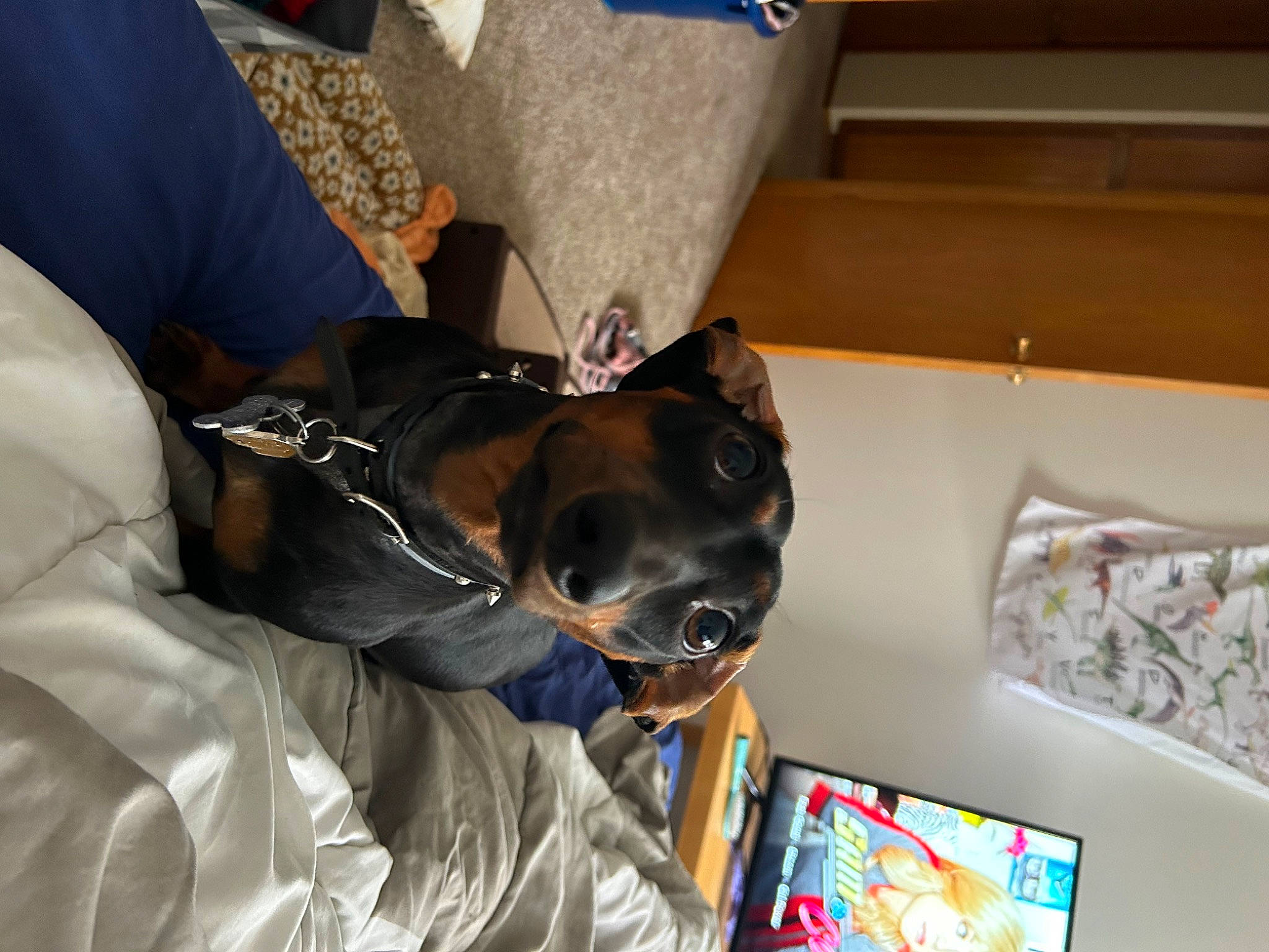 Zeke joined the competition — help win amazing prizes! box, canidae, carnivore, collar, comfort, companion_dog, dog, dog_breed, dog_collar, dog_supply, ear, fawn, fur, guard_dog, personal_protective_equipment, snout, sporting_group, toy_dog, whiskers, working_animal