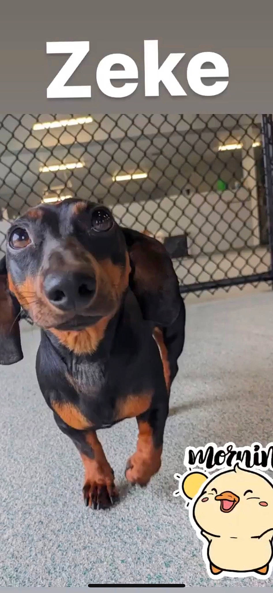 Zeke is registered to the contest to win money with this photo: animal_shelter, canidae, carnivore, collar, companion_dog, dog, dog_breed, dog_supply, fence, guard_dog, hound, liver, mesh, pet_supply, pinscher, sporting_group, whiskers, wire_fencing, working_animal, working_dog