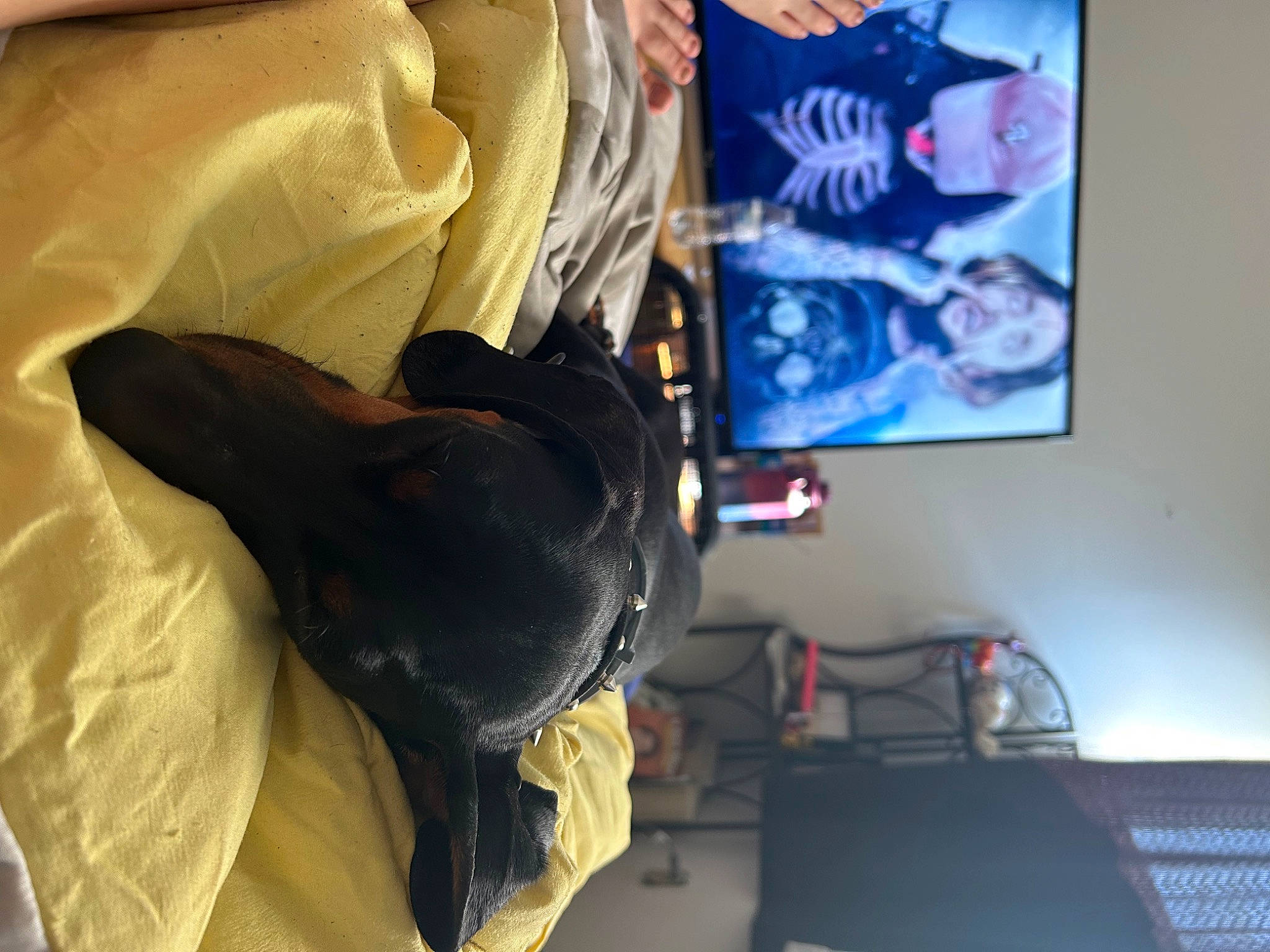 Zeke joined the competition — help win amazing prizes! bed, carnivore, comfort, display_device, dog, fur, linens, mammal, nap, plastic_bag, room, sporting_group, television, television_set