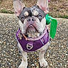 Isla Ramirez is registered to the contest to win money with this photo: animal, close_up, collar, cute, daylight, dog, ears, face, french_bulldog, grass, green_bag_holder, harness, leash, outdoor, path, pebble_path, pet, purple_harness, small_dog, walking