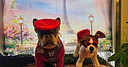 Isla Ramirez joined the competition — help win amazing prizes! backdrop, colorful, costume, decor, dog, eiffel_tower, flower, french_theme, indoor, pet, plant, plush_toy, portrait, red_beret, red_sweater, sign, street_lamp, sunglasses, table, toy