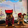 backdrop, colorful, costume, decor, dog, eiffel_tower, flower, french_theme, indoor, pet, plant, plush_toy, portrait, red_beret, red_sweater, sign, street_lamp, sunglasses, table, toy