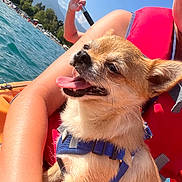 Ruby participe au concours pour gagner de l'argent avec cette photo : dog, small_dog, puppy, life_jacket, person, arm, paddle, lake, water, outdoor, sunny, blue_sky, mountains, trees, happy, tongue_out, pet, summer, recreation, adventure