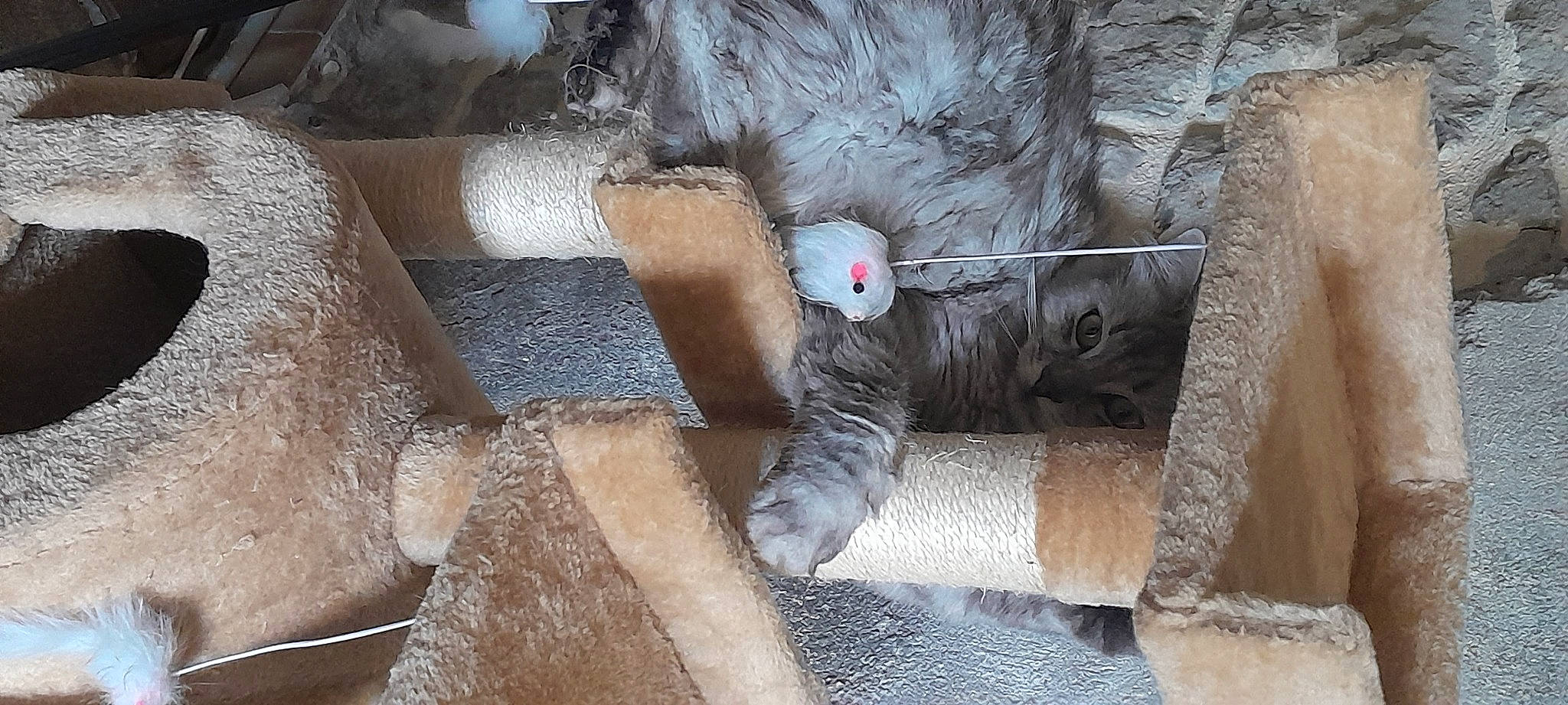 Crodotte participe au concours pour gagner de l'argent avec cette photo : carmine, carnivore, cat, claw, comfort, domestic_short_haired_cat, eye, fawn, felidae, foot, fur, grey, human_leg, small_to_medium_sized_cats, snout, stuffed_toy, tail, whiskers, window, wood