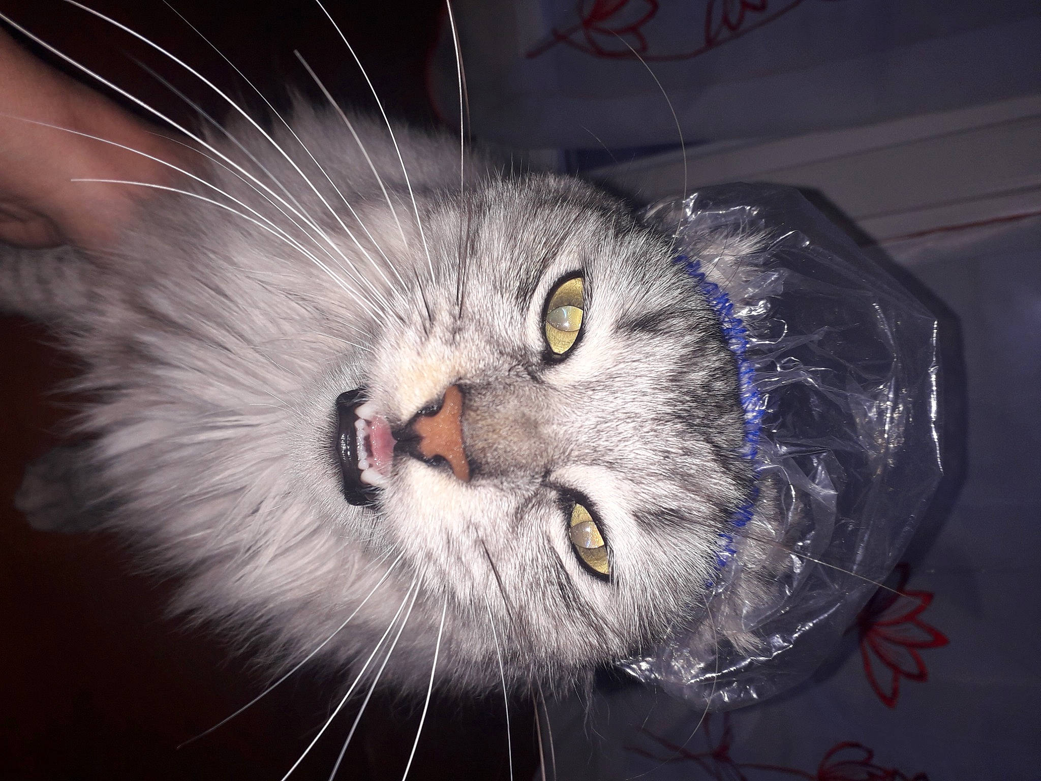 Crodotte participe au concours pour gagner de l'argent avec cette photo : art, carnivore, cat, domestic_short_haired_cat, event, felidae, fur, macro_photography, paw, photo_caption, science, small_to_medium_sized_cats, snout, terrestrial_animal, whiskers