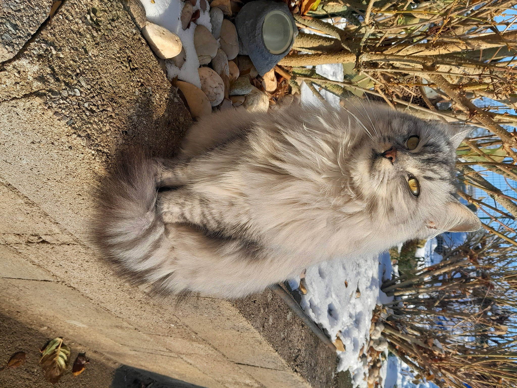 Crodotte participe au concours pour gagner de l'argent avec cette photo : carnivore, cat, felidae, fur, plant, small_to_medium_sized_cats, snout, soil, tail, terrestrial_animal, tree, trunk, twig, whiskers, wildlife, winter, wood