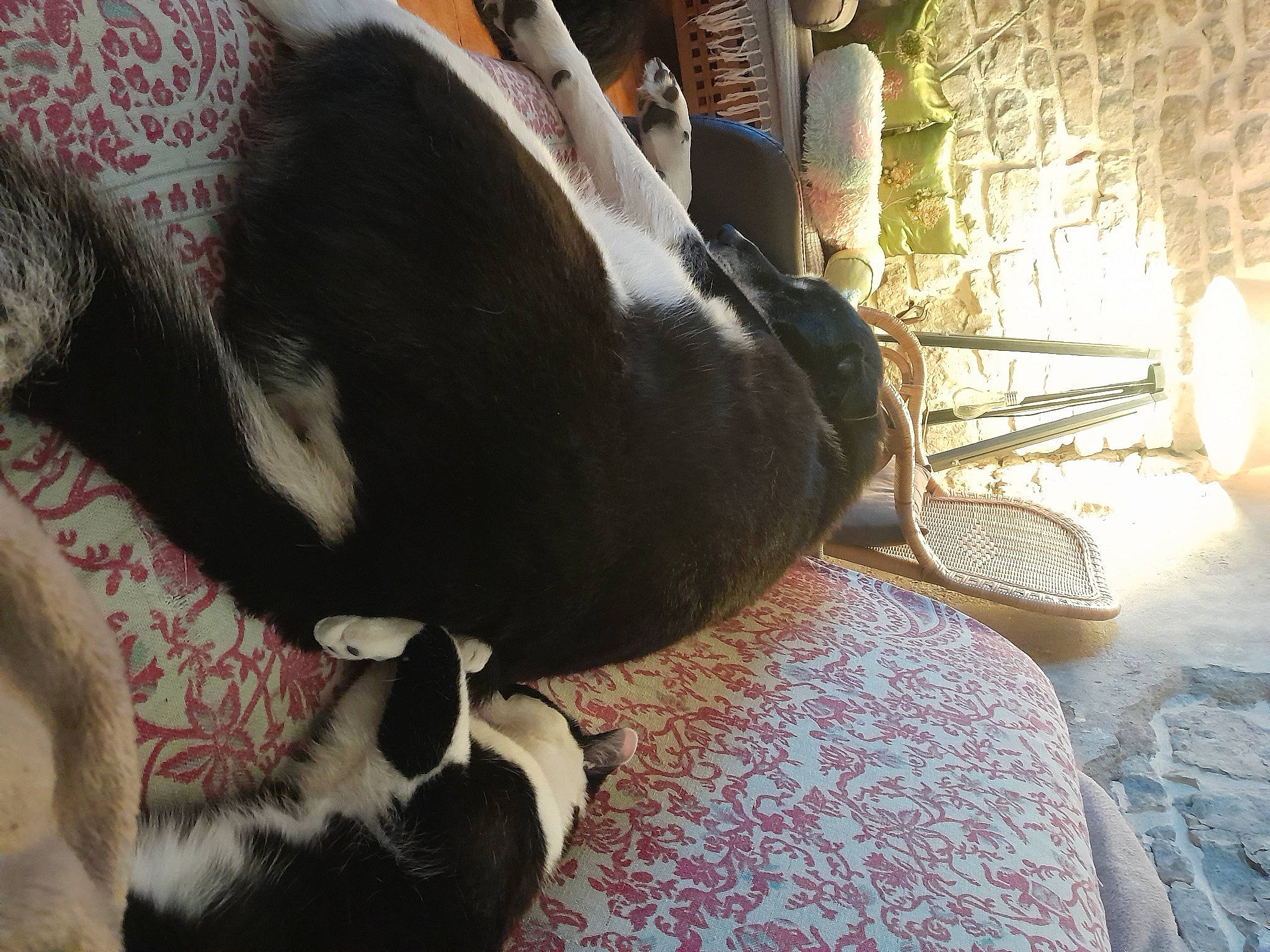 Erik a rejoint le concours — aidez-le/la à gagner de superbes lots ! bed, bedding, canidae, carnivore, comfort, companion_dog, dog, dog_breed, fawn, felidae, flooring, fur, linens, nap, small_to_medium_sized_cats, snout, sporting_group, tail, whiskers, working_animal