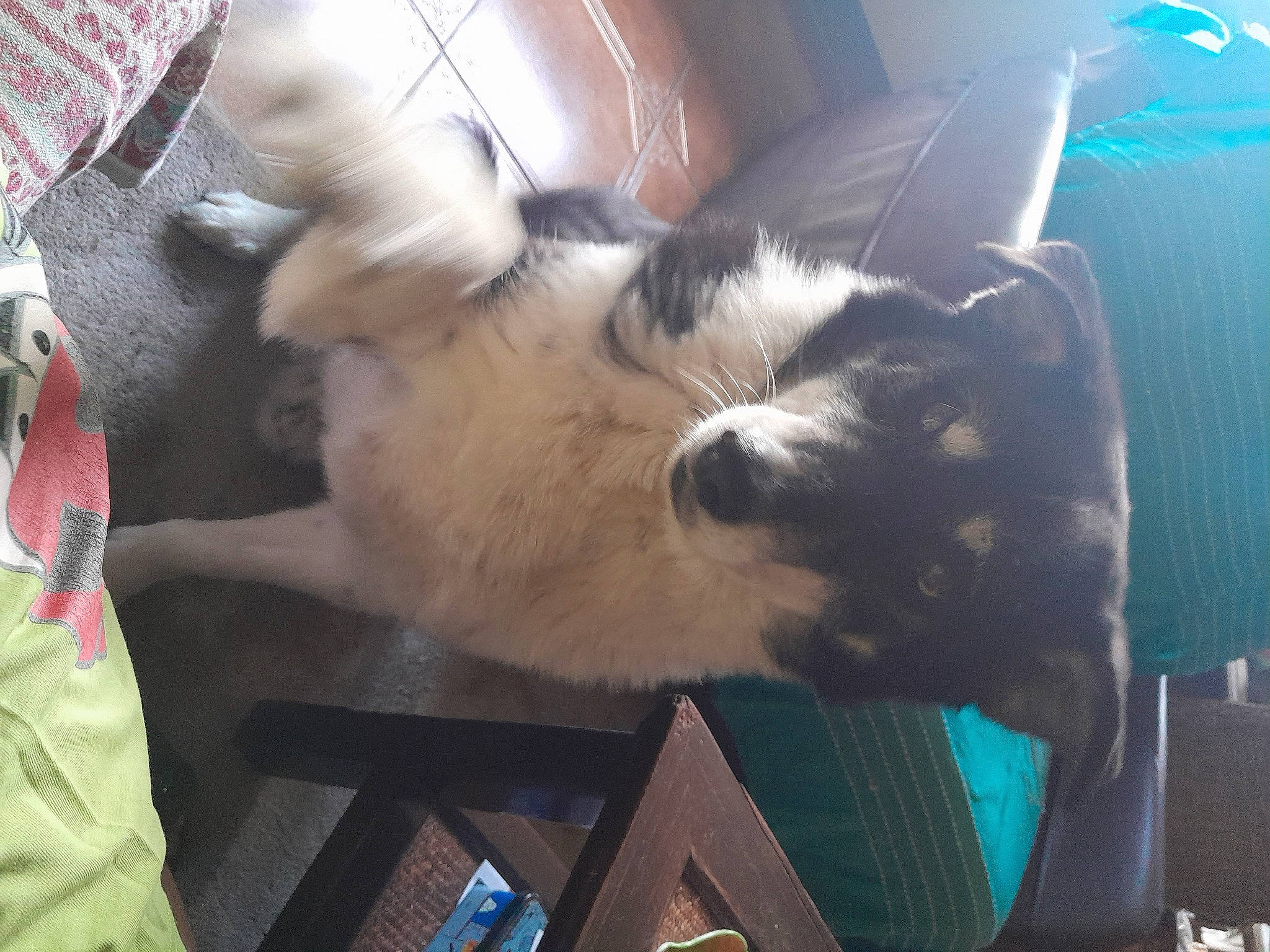 Erik participe au concours pour gagner de l'argent avec cette photo : canidae, carnivore, cat, claw, comfort, companion_dog, dog_breed, domestic_short_haired_cat, fawn, felidae, foot, fur, human_leg, nap, paw, small_to_medium_sized_cats, snout, sporting_group, tail, whiskers