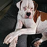 Scooby is registered to the contest to win money with this photo: dog, white, brown, leather_couch, paws, crossed_paws, pet, indoor, relaxed, animal, companion, resting, canine, fur, closeup, portrait, home, comfort, sitting, expression