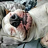 Scooby joined the competition — help win amazing prizes! dog, bulldog, sleeping, close_up, nose, paw, blanket, bed, relaxed, pet, cozy, white, animal, fur, snout, cute, resting, indoors, soft, peaceful