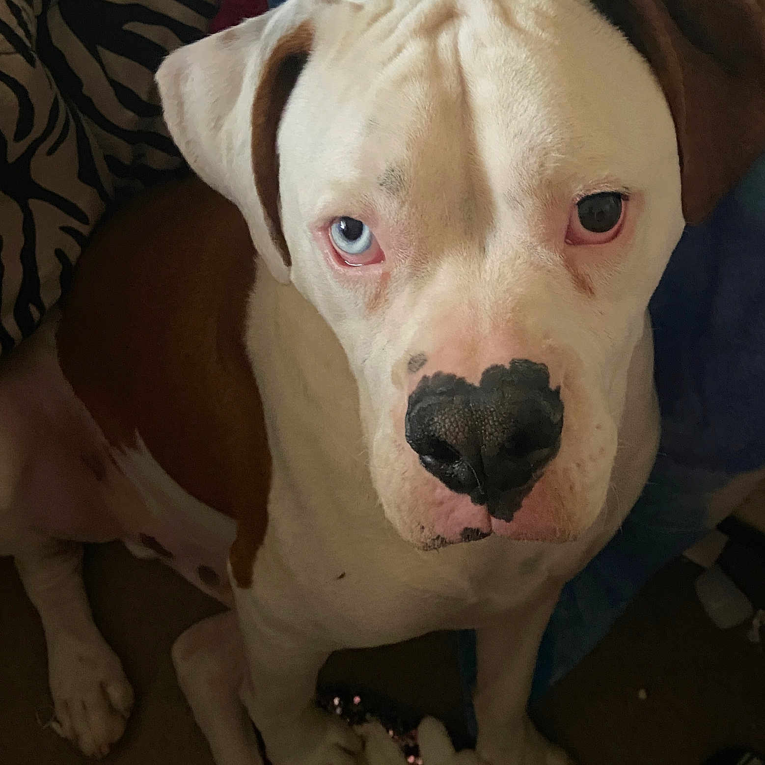 Scooby joined the competition — help win amazing prizes! dog, animal, pet, blue_eye, heterochromia, white_fur, brown_fur, nose, paw, plush_toy, carpet, indoor, zebra_pattern, close_up, sitting, looking_up, cute, domestic, fur, ears