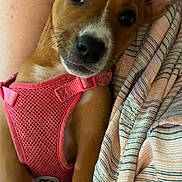 Maggie Mae is registered to the contest to win money with this photo: puppy, dog, pet, pink_harness, close_up, brown_fur, white_markings, ears, whiskers, person_arm, striped_fabric, cuddling, cute, young_dog, indoor, portrait, animal, companion, snuggle, fur
