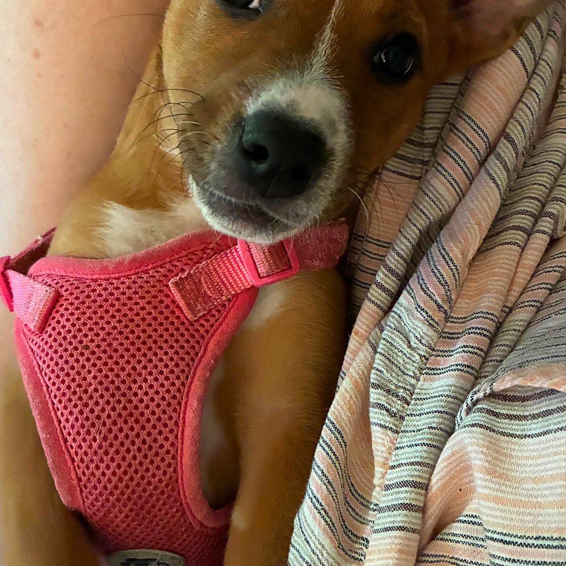 Maggie Mae is registered to the contest to win money with this photo: puppy, dog, pet, pink_harness, close_up, brown_fur, white_markings, ears, whiskers, person_arm, striped_fabric, cuddling, cute, young_dog, indoor, portrait, animal, companion, snuggle, fur