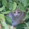 animal, camouflage, cat, close_up, eyes, face, feline, foliage, fur, garden, greenery, hidden, leaves, nature, nose, orange_and_white, outdoors, pet, portrait, whiskers