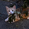 Cannelle participe au concours pour gagner de l'argent avec cette photo : cat, kitten, orange_cat, white_cat, animal, pet, feline, lying_down, outdoor, pavement, ground, leaves, branch, twigs, tail, striped_tail, ears, eyes, candid, nature