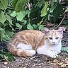 Cannelle a rejoint le concours — aidez-le/la à gagner de superbes lots ! animal, cat, ears, eyes, feline, foliage, garden, ginger_cat, greenery, ground, leaves, lying_down, nature, orange_cat, outdoor, pet, resting, soil, whiskers, white_cat