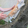 Cannelle a rejoint le concours — aidez-le/la à gagner de superbes lots ! cat, kitten, orange_cat, white_cat, tree, tree_trunk, climbing, outdoor, animal, pet, feline, vertical_photo, human_hands, support, nature, garden, ivy, leaves, wall, adventure