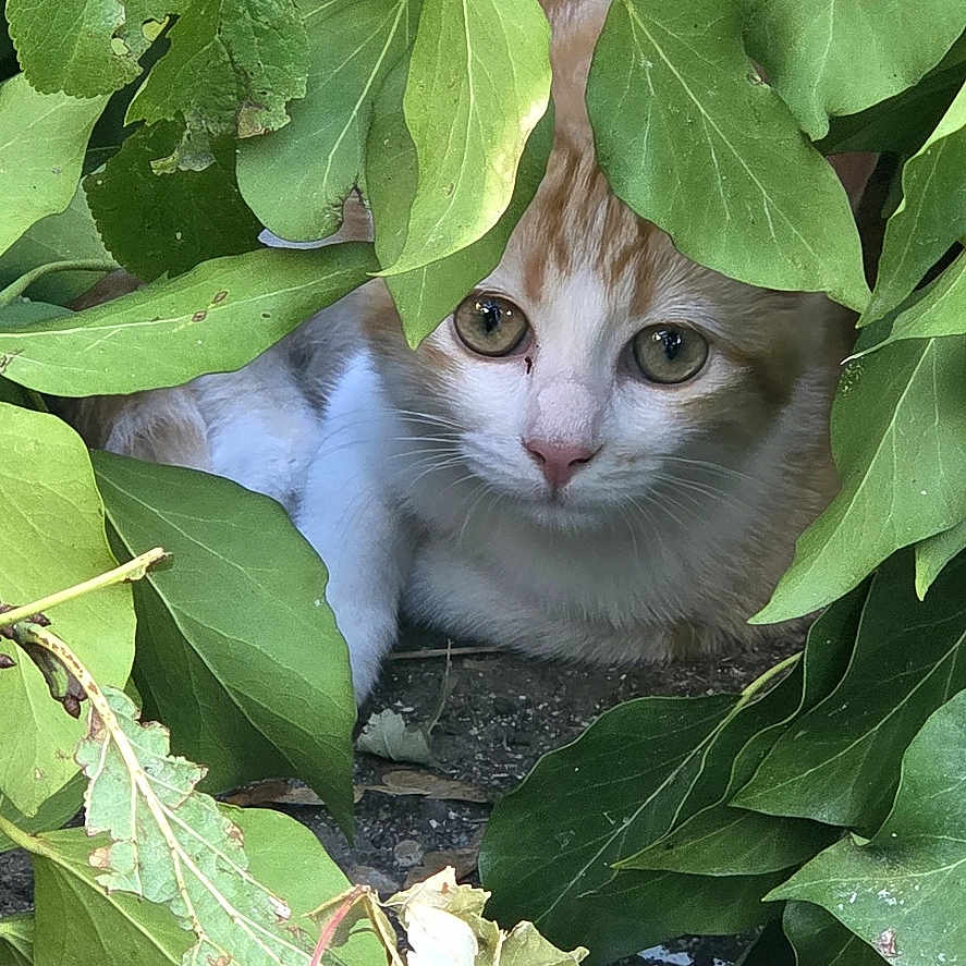Cannelle
