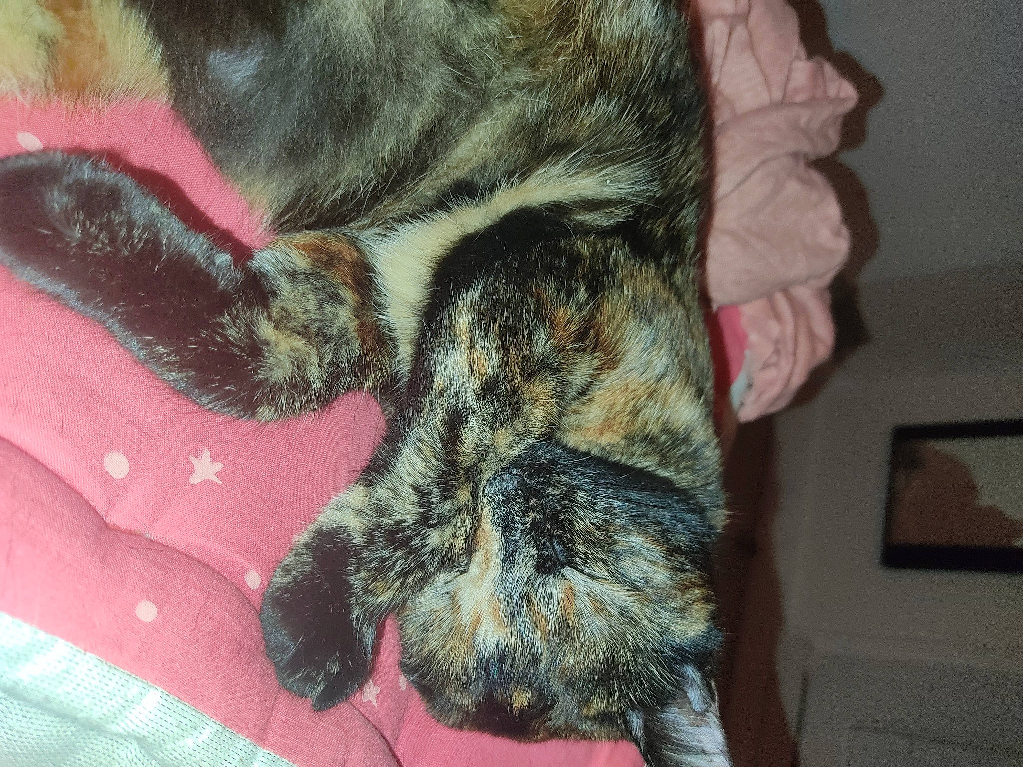 Serena participe au concours pour gagner de l'argent avec cette photo : carnivore, cat, claw, comfort, dog_breed, domestic_short_haired_cat, fawn, felidae, foot, fur, human_leg, paw, picture_frame, small_to_medium_sized_cats, sporting_group, tail, television, textile, vertebrate, whiskers