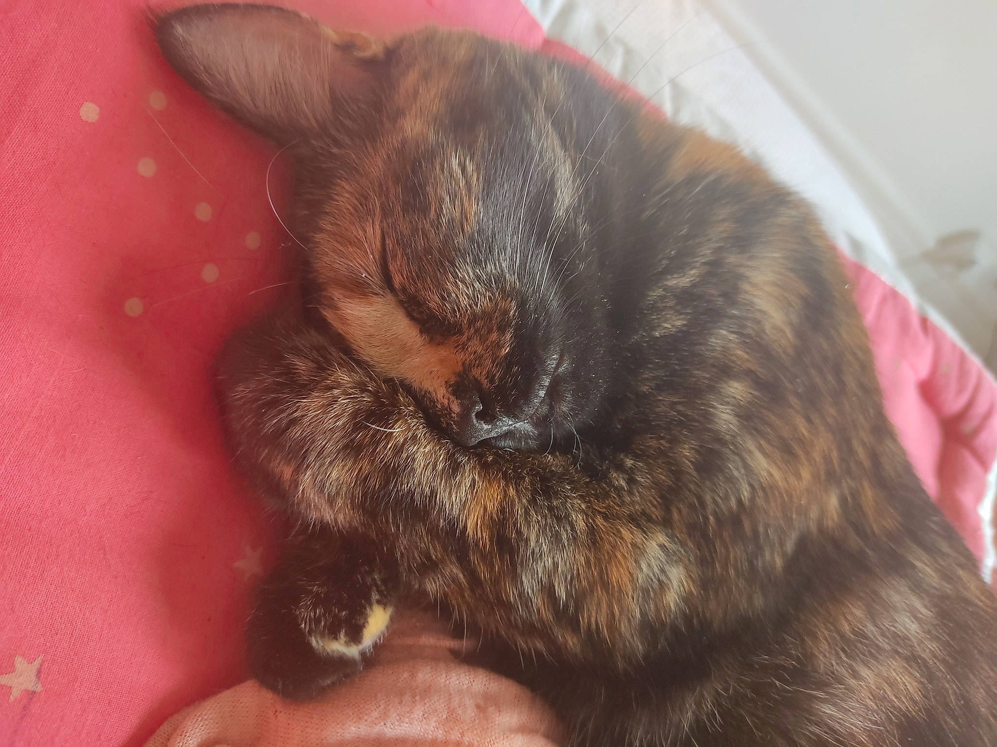 Serena a rejoint le concours — aidez-le/la à gagner de superbes lots ! carnivore, cat, claw, close_up, comfort, dog_breed, domestic_short_haired_cat, ear, felidae, fur, nap, paw, sleep, small_to_medium_sized_cats, snout, tail, whiskers