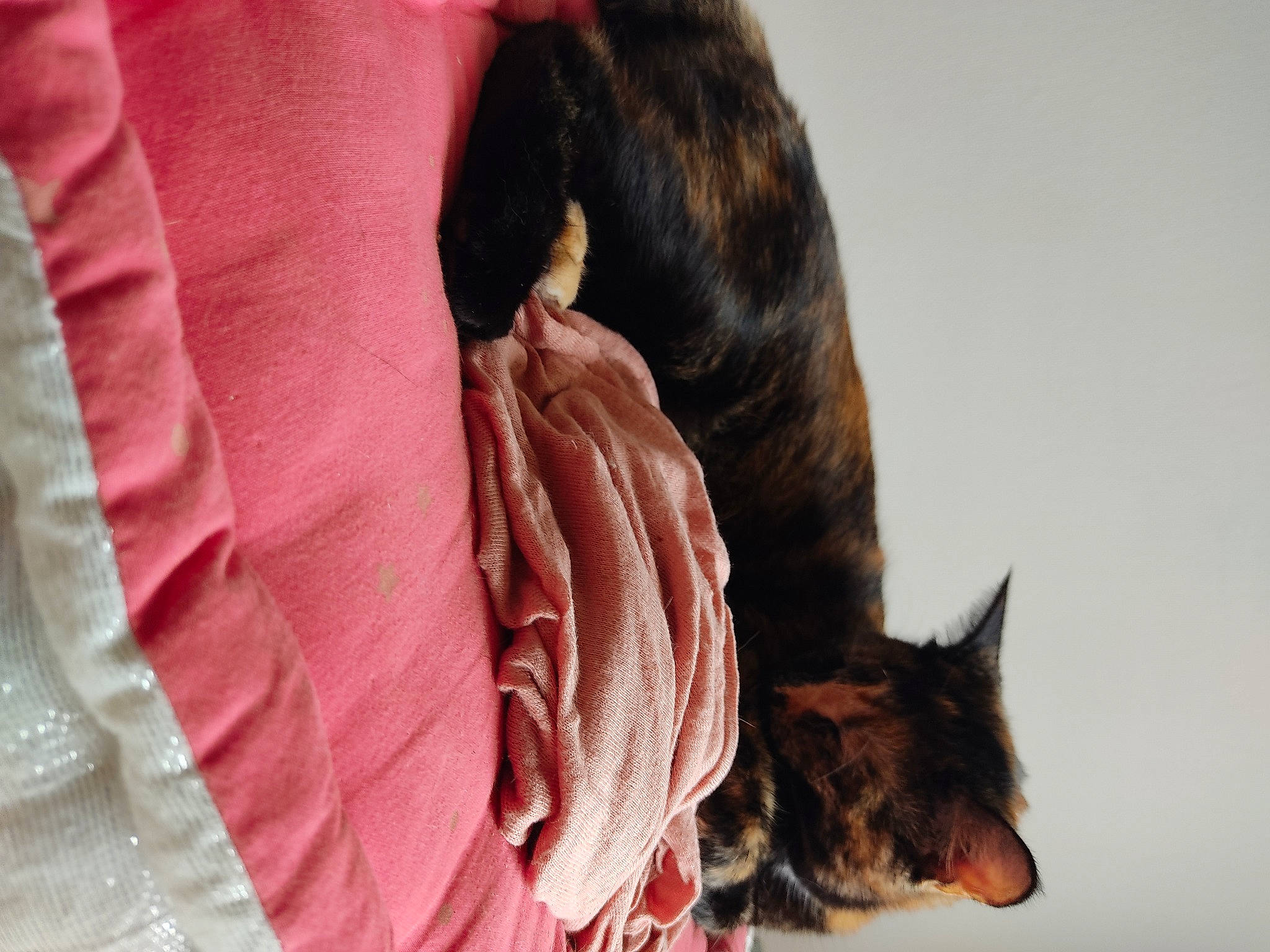 Serena participe au concours pour gagner de l'argent avec cette photo : carnivore, cat, comfort, companion_dog, dog_breed, fawn, feather, felidae, headgear, human_leg, leg, liver, magenta, neck, sleeve, small_to_medium_sized_cats, snout, tail, tree, whiskers