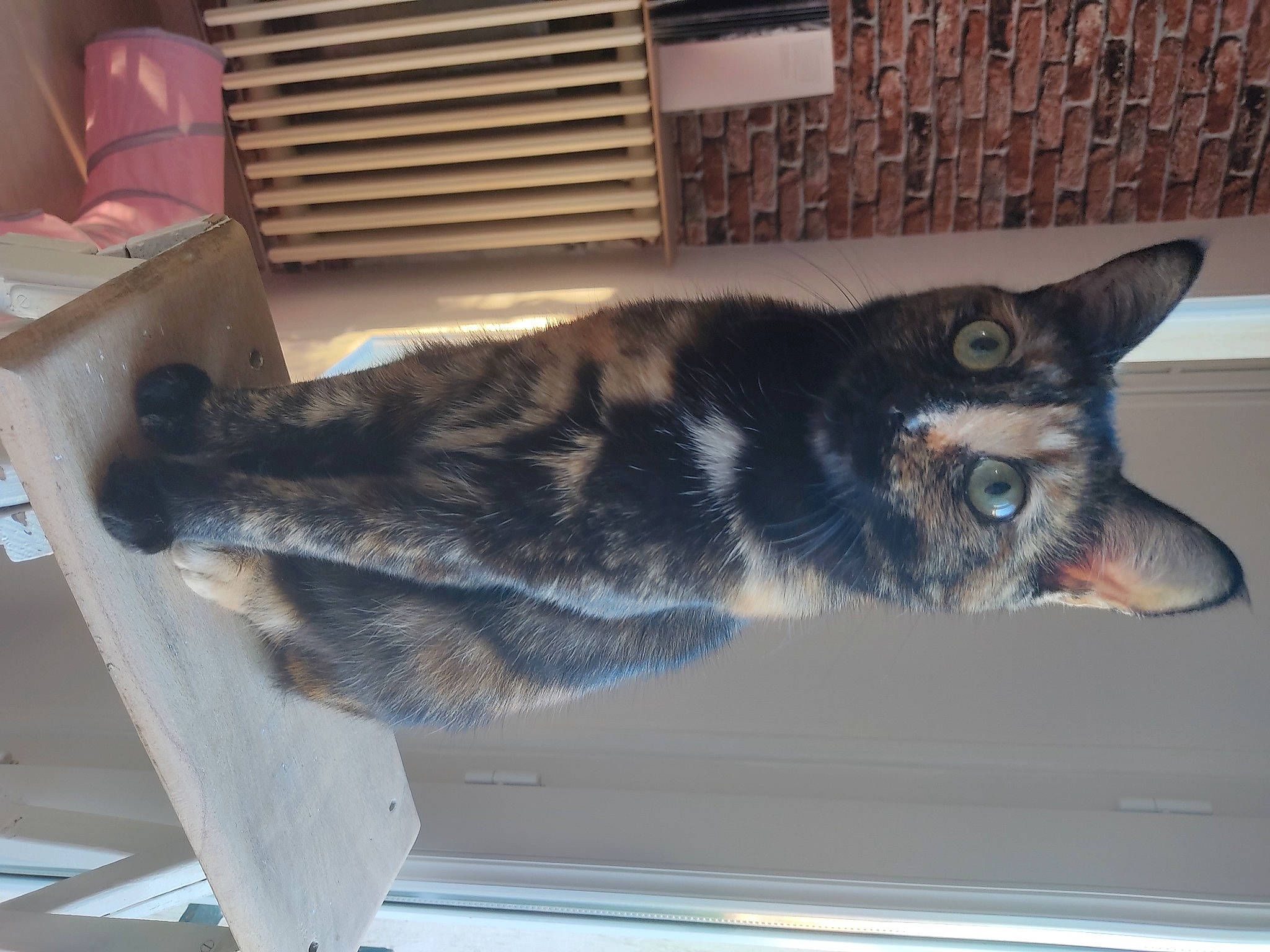 Serena participe au concours pour gagner de l'argent avec cette photo : carnivore, cat, domestic_short_haired_cat, door, felidae, fur, grey, mammal, paw, room, small_to_medium_sized_cats, tail, vertebrate, whiskers, window