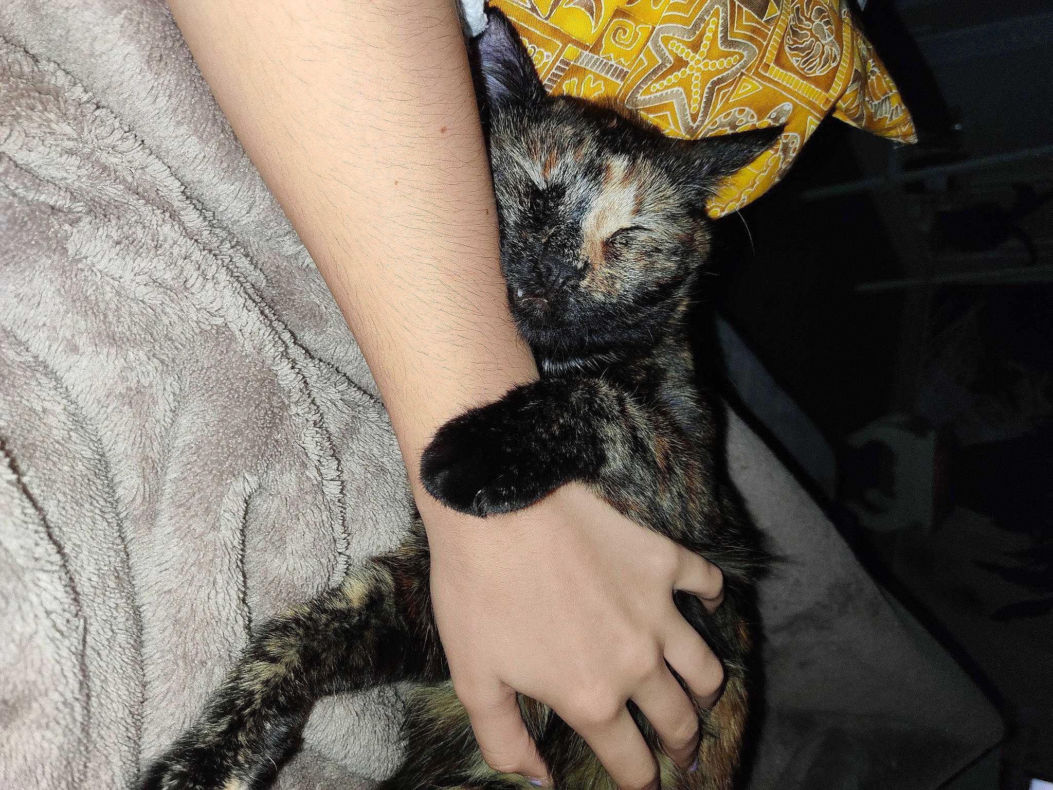 Serena participe au concours pour gagner de l'argent avec cette photo : bat, carnivore, cat, dress, ear, fawn, felidae, finger, gesture, grey, hand, human_body, nail, neck, sleeve, small_to_medium_sized_cats, sunglasses, thigh, whiskers, wrist