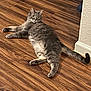 Jenny joined the competition — help win amazing prizes! cat, gray_cat, indoor, wooden_floor, relaxed, pet, feline, curious, fur, animal, flooring, domestic, laying_down, looking, whiskers, tail, ears, eyes, cozy, home