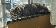 Jenny joined the competition — help win amazing prizes! cat, gray_tabby, sleeping, windowsill, sunlight, indoor, curtains, window, relaxed, feline, pet, daylight, resting, cozy, home, animal, quiet, peaceful, domestic_cat, sunny