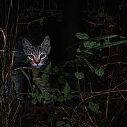 Minou participe au concours pour gagner de l'argent avec cette photo : adventure, animal, camouflage, cat, curious, dark, explorer, eyes, face, foliage, metal, mystery, nature, outdoor, plants, quiet, rust, shadow, tabby, wild