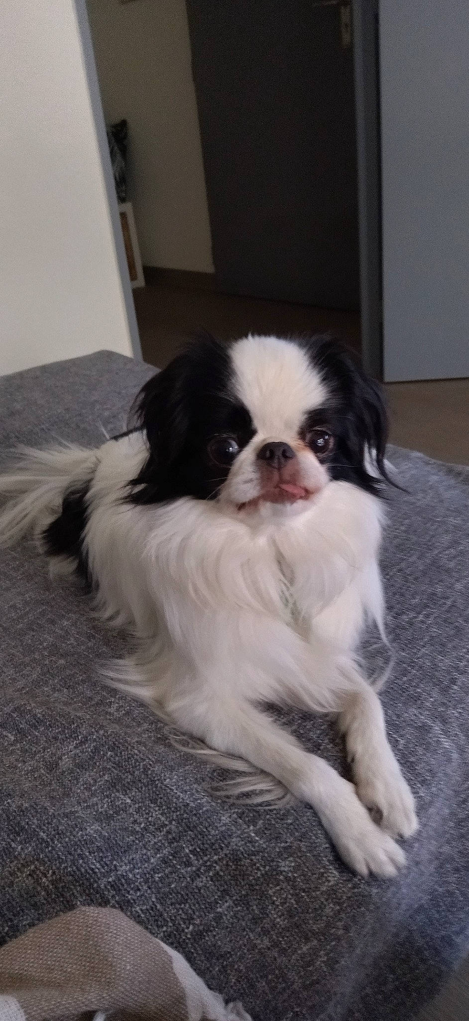 Meykiu participe au concours pour gagner de l'argent avec cette photo : biting, canidae, carnivore, companion_dog, dog, dog_breed, eye, fur, king_charles_spaniel, liver, non_sporting_group, snout, spaniel, sporting_group, terrestrial_animal, tibetan_spaniel, toy_dog, water_dog, whiskers, working_animal