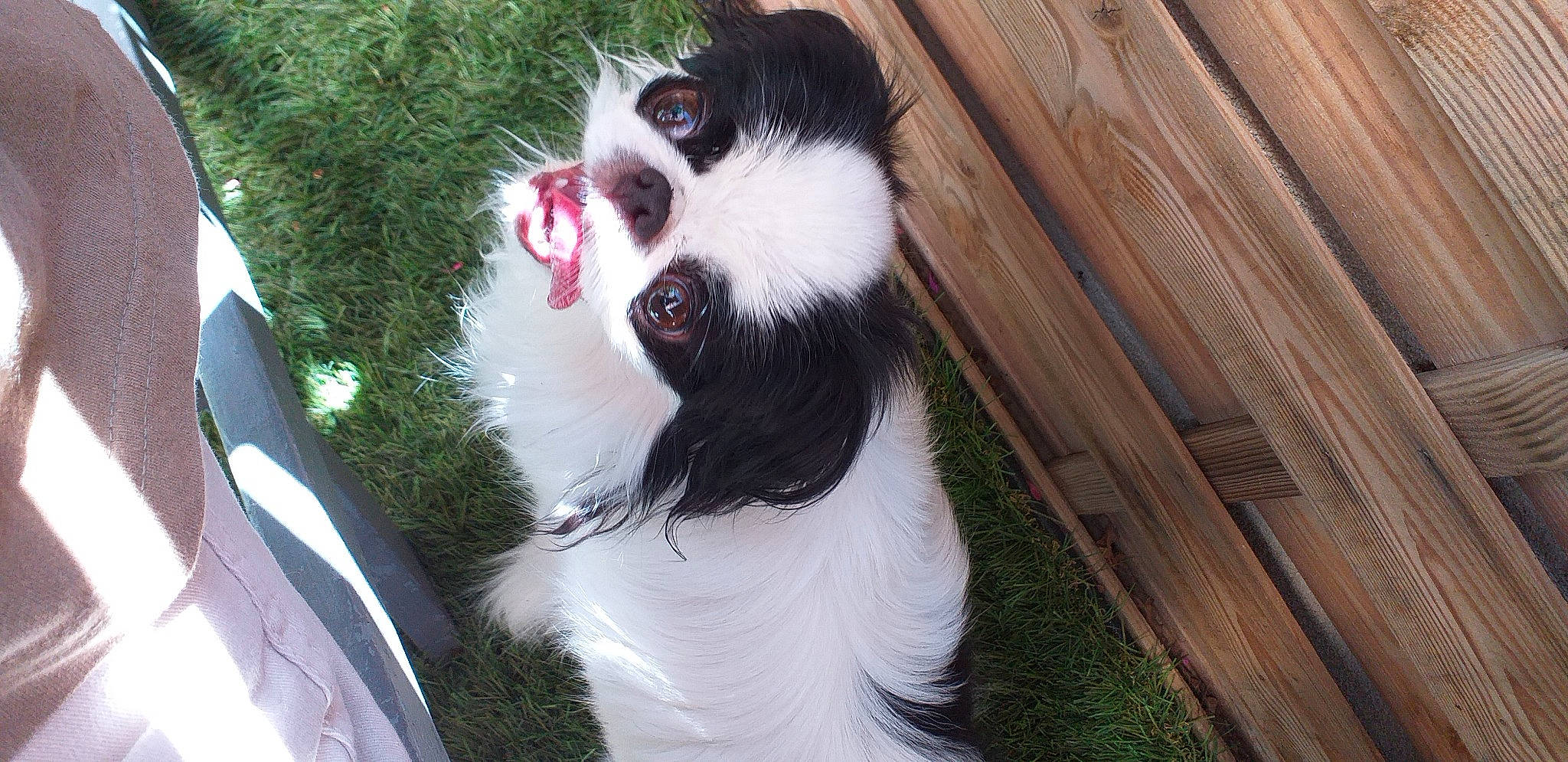 Meykiu a rejoint le concours — aidez-le/la à gagner de superbes lots ! border_collie, bucovina_shepherd_dog, canidae, carnivore, companion_dog, dog, dog_breed, fang, fur, grass, herding_dog, jaw, landseer, non_sporting_group, snout, sporting_group, whiskers, wood, working_animal, working_dog