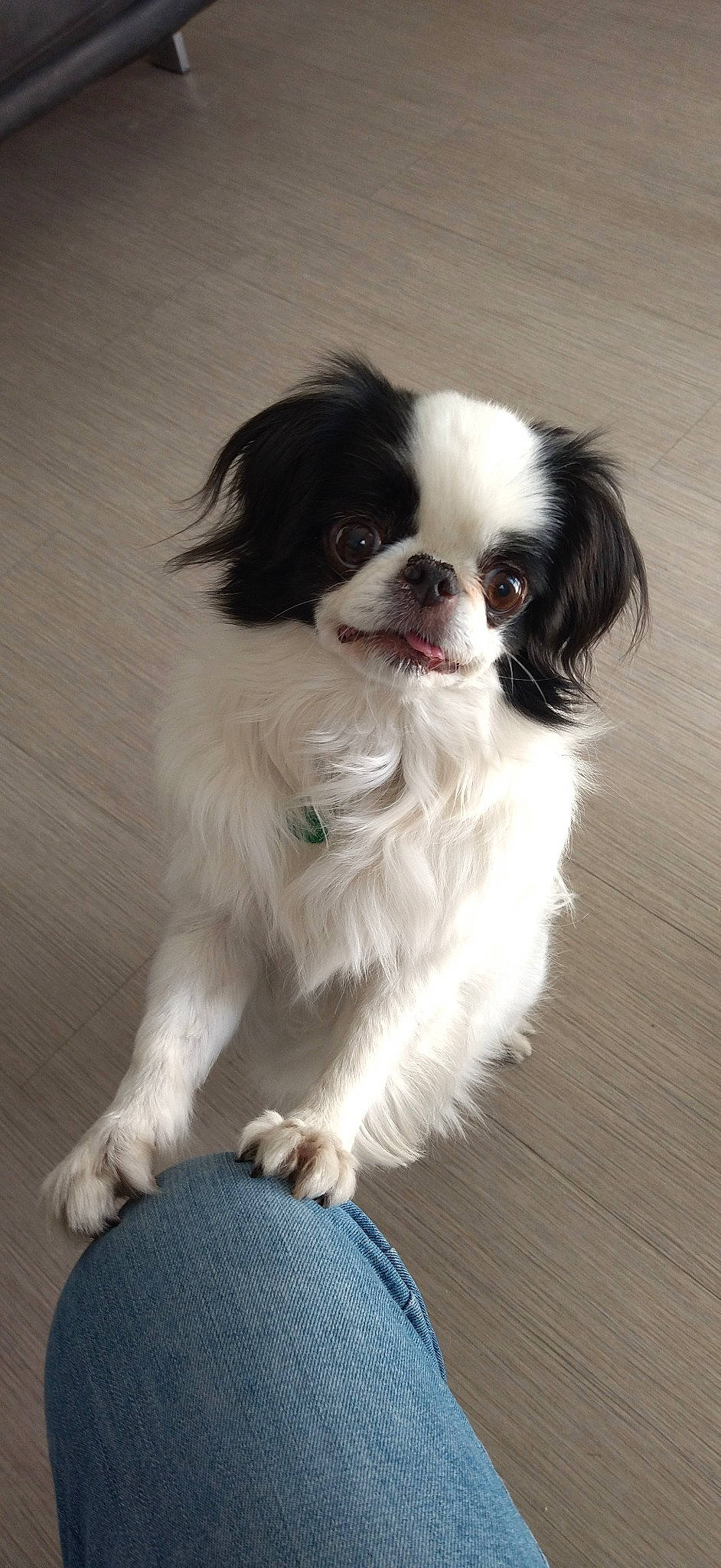 Meykiu a rejoint le concours — aidez-le/la à gagner de superbes lots ! canidae, carnivore, companion_dog, dog, dog_breed, door, fur, gun_dog, king_charles_spaniel, liver, papillon, snout, spaniel, sporting_group, toy_dog, whiskers, working_animal