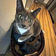 Mylo joined the competition — help win amazing prizes! animal, cat, clothes, cozy, curious, domestic_cat, ears, feline, gray_cat, green_eyes, hallway, home, indoor, laundry_basket, looking_up, pet, tail, whiskers, white_paws, wooden_floor