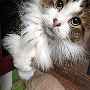 Romeo joined the competition — help win amazing prizes! cat, fluffy, feline, curious, wide_eyes, white_fur, brown_fur, pet, indoor, carpet, wooden_floor, lounging_cat, close_up, whiskers, cute, animal, domestic, two_cats, soft_fur, playful