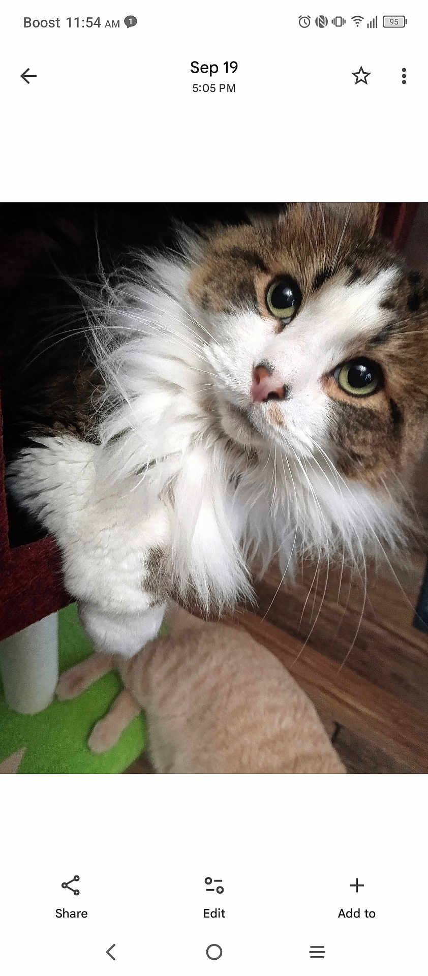 Romeo joined the competition — help win amazing prizes! cat, fluffy, feline, curious, wide_eyes, white_fur, brown_fur, pet, indoor, carpet, wooden_floor, lounging_cat, close_up, whiskers, cute, animal, domestic, two_cats, soft_fur, playful