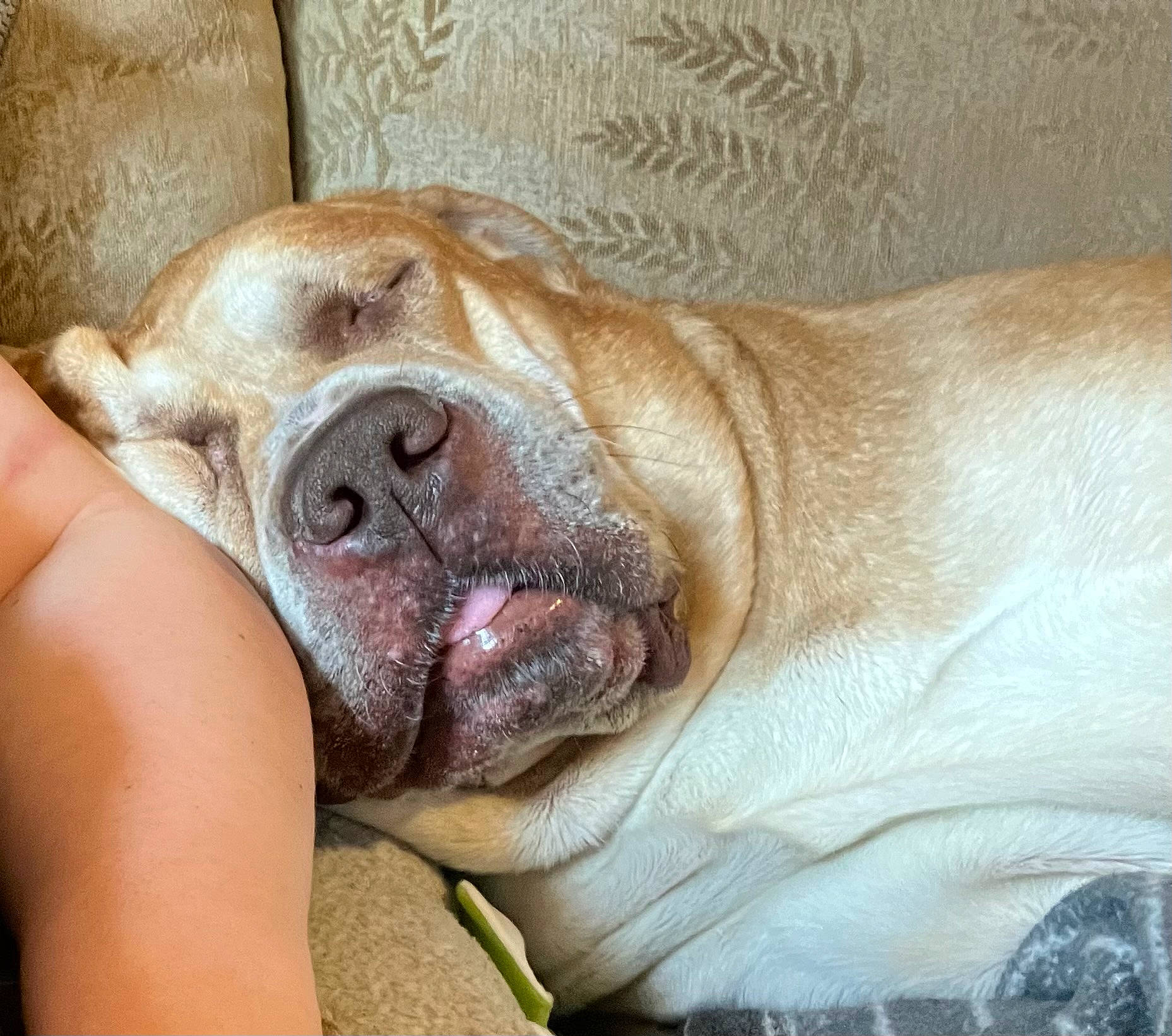 Damien is registered to the contest to win money with this photo: australian_bulldog, bulldog, canidae, carnivore, comfort, companion_dog, dog, dog_breed, dog_supply, fawn, guard_dog, liver, molosser, non_sporting_group, sporting_group, terrestrial_animal, whiskers, working_animal, working_dog, wrinkle