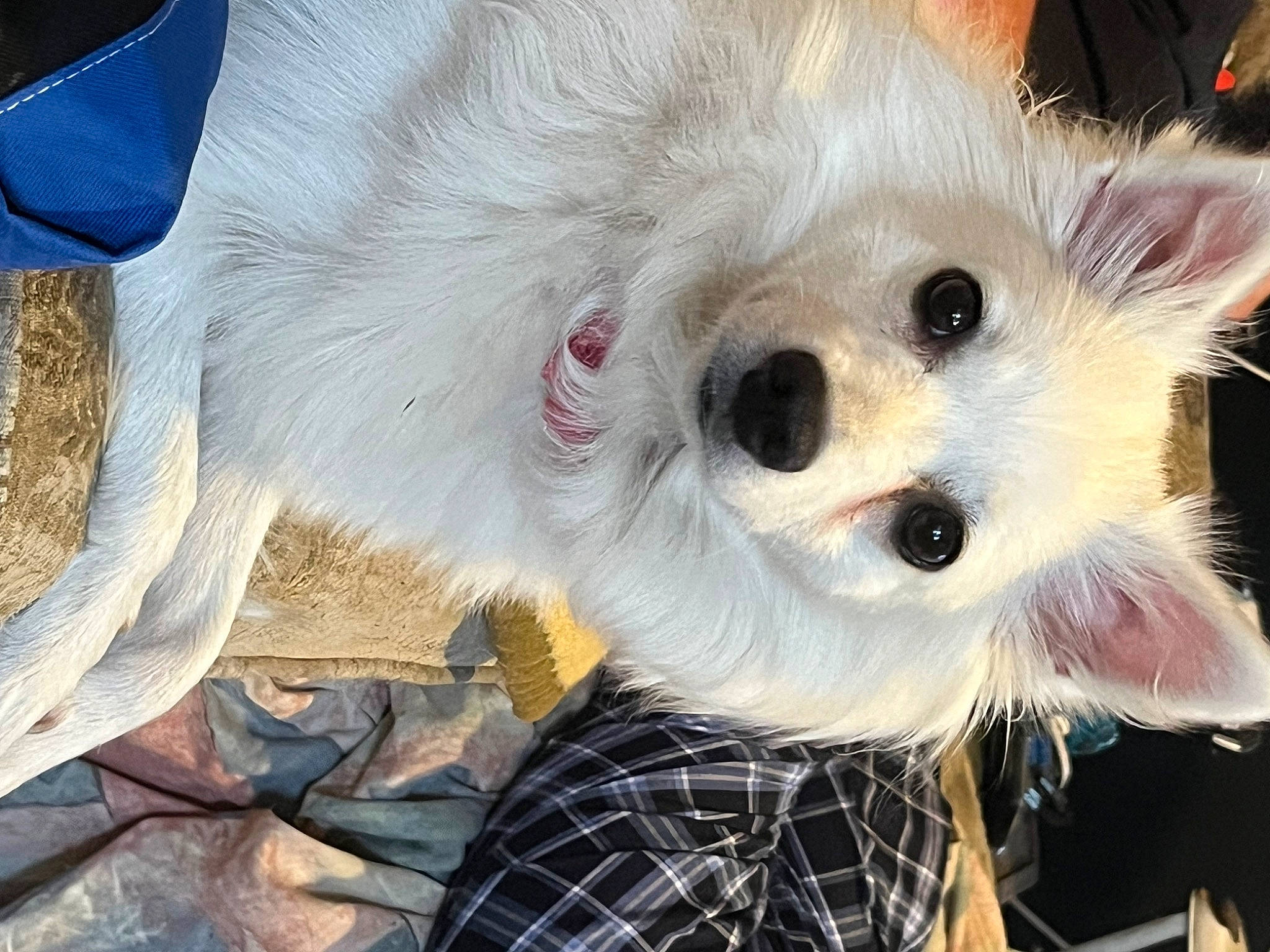 Lola is registered to the contest to win money with this photo: american_eskimo_dog, canidae, carnivore, companion_dog, dog, dog_breed, fawn, fur, german_spitz, indian_spitz, japanese_spitz, samoyed, snout, spitz, sporting_group, toy, toy_dog, volpino_italiano, whiskers, working_animal